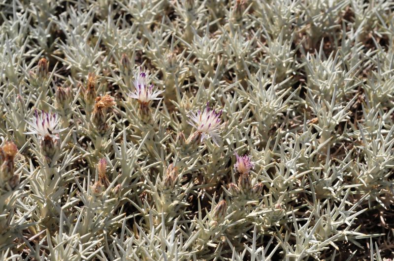 Centaurea horrida / Fiordaliso spinoso